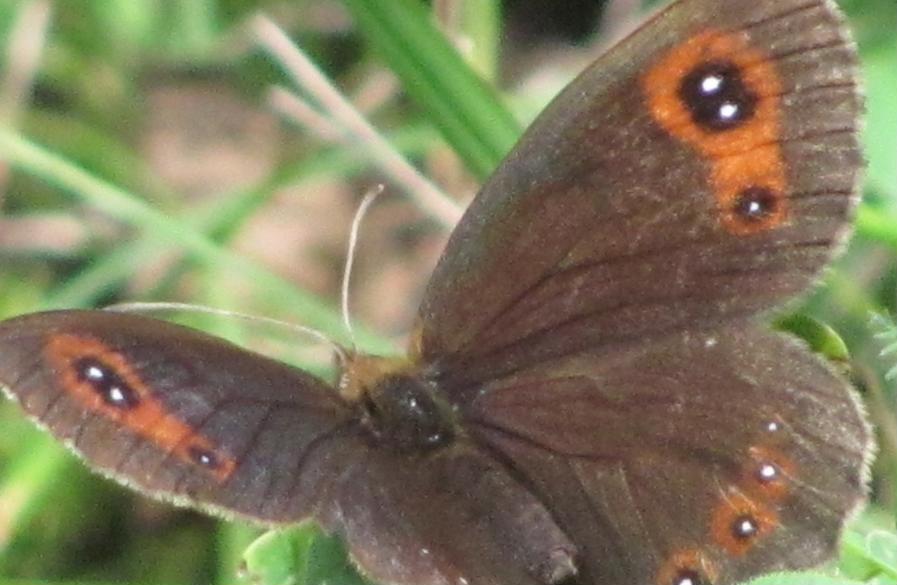 Erebia da ID